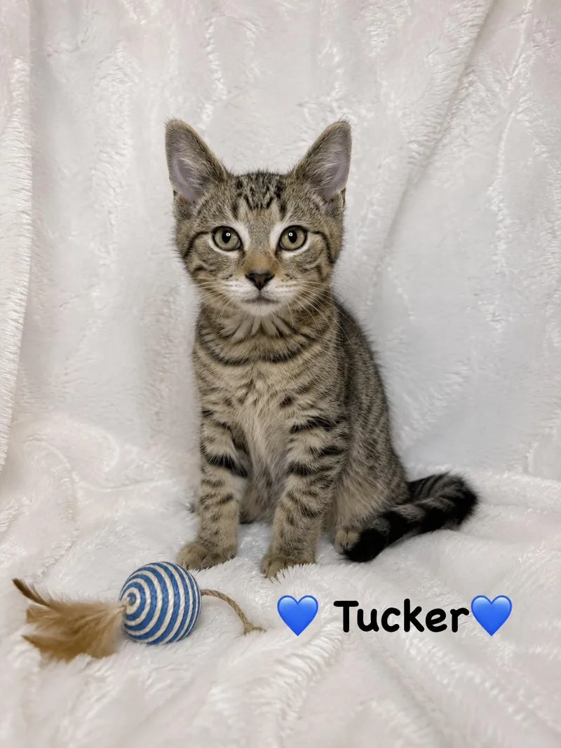 A baby medium-sized male Tabby (Brown / Chocolate) Tabby cat named Tucker for adoption in Copley, OH