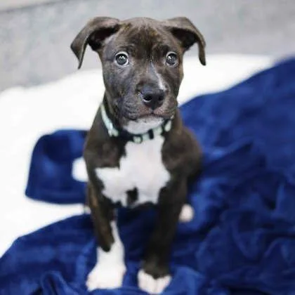 A baby small-sized female Black Mixed Breed dog named Patches for adoption in Atlanta, GA