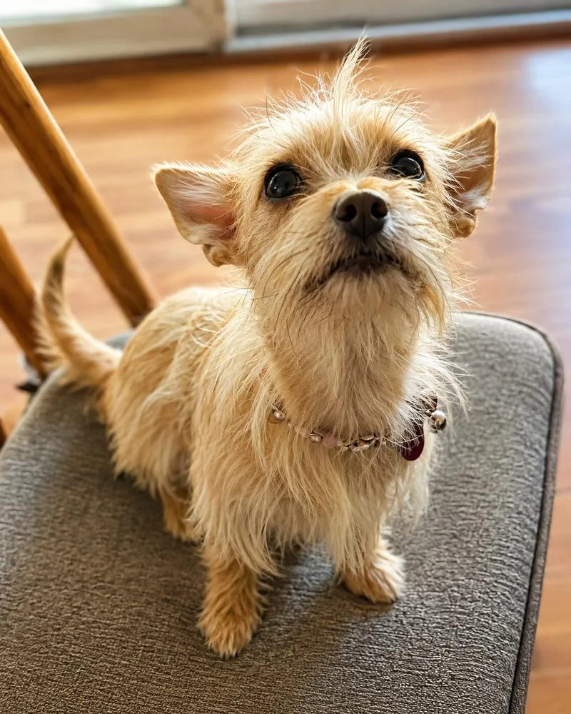A young small-sized female Yorkshire Terrier dog named Tinkerbell for adoption in Pomona, CA