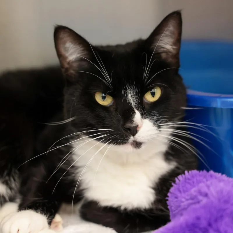 A baby medium-sized female Domestic Short Hair cat named Gloves for adoption in Santa Barbara, CA