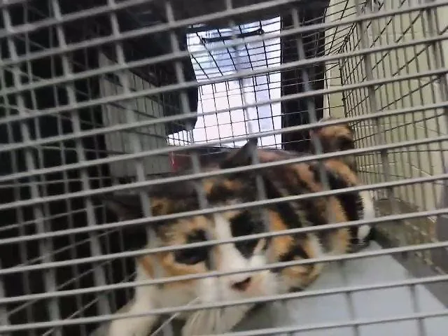 A senior medium-sized female Domestic Short Hair cat named Baby for adoption in Tulsa, OK