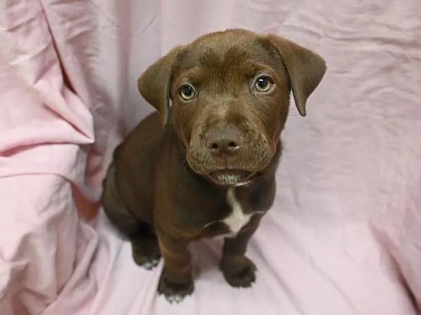 A baby small-sized male Pit Bull Terrier dog named Extra for adoption in Portland, OR