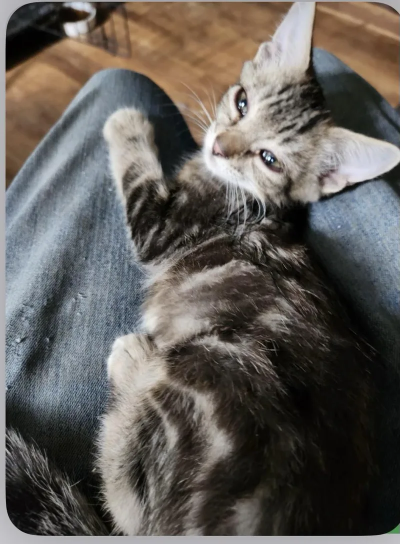 A baby medium-sized male Tabby (Gray / Blue / Silver) Domestic Short Hair cat named Marshal for adoption in Howell, MI