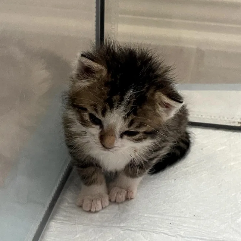 A baby small-sized male White Domestic Long Hair cat named Lux Ulta for adoption in Austin, TX