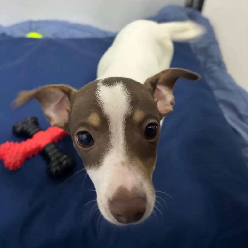 A baby small-sized male Chihuahua dog named Poncho for adoption in Franklin, NC
