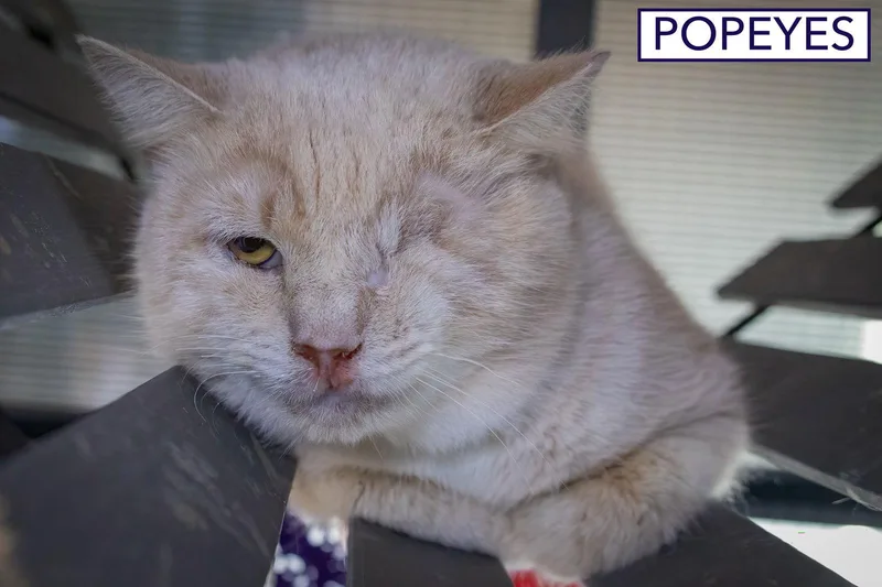 Popeyes thumbnail 2