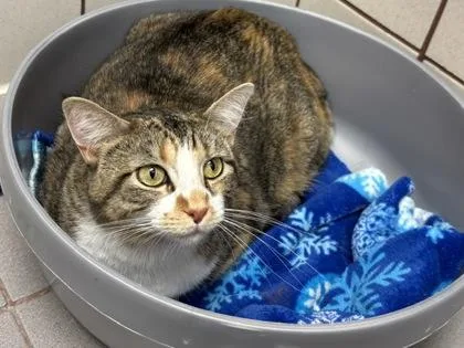 An adult small-sized female Domestic Short Hair cat named Millie for adoption in Coon Rapids, MN