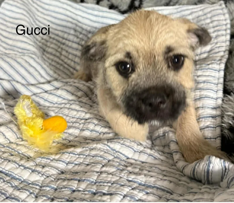 Gucci thumbnail 2