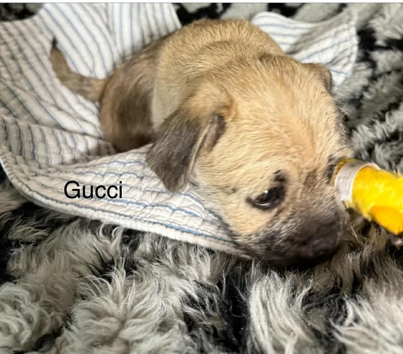 Gucci thumbnail 3