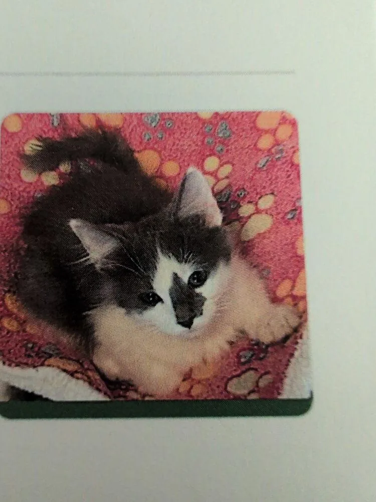 A baby small-sized male Gray & White Domestic Short Hair cat named Fritz for adoption in Parker, CO