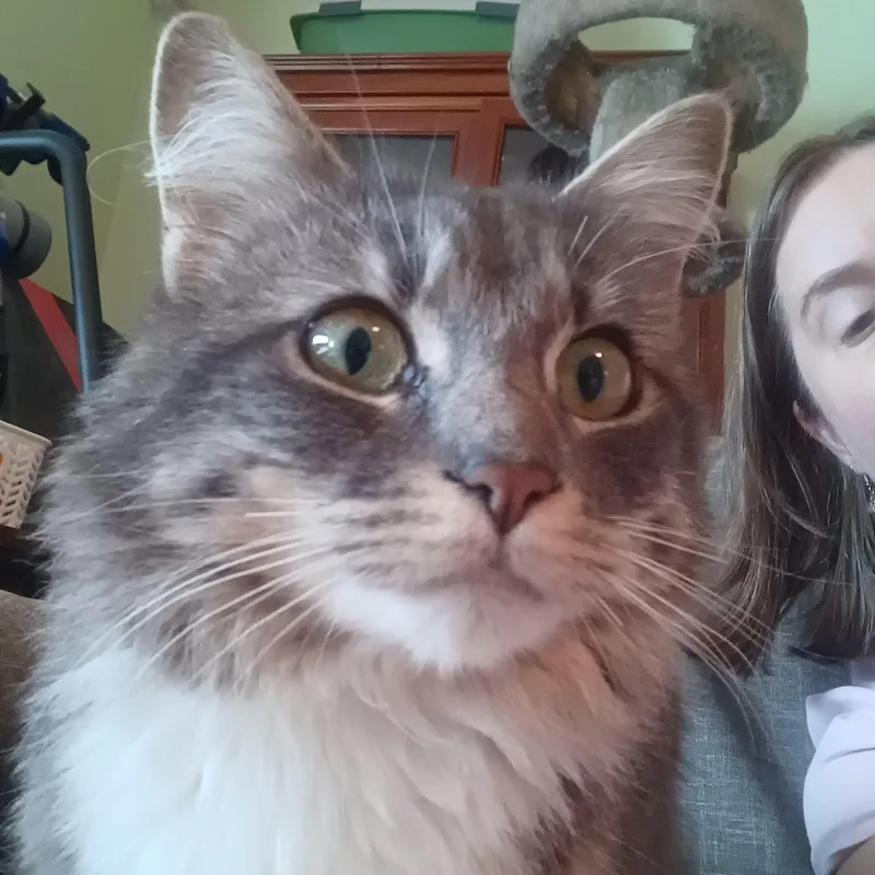 A young medium-sized female Tabby (Gray / Blue / Silver) Domestic Medium Hair cat named Dax for adoption in Everett, WA