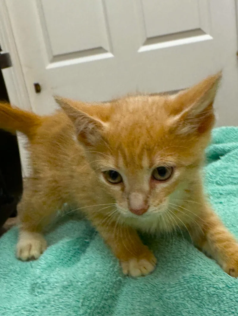 A baby small-sized female Orange / Red Tabby cat named Tracey C Ingram for adoption in Saunderstown, RI