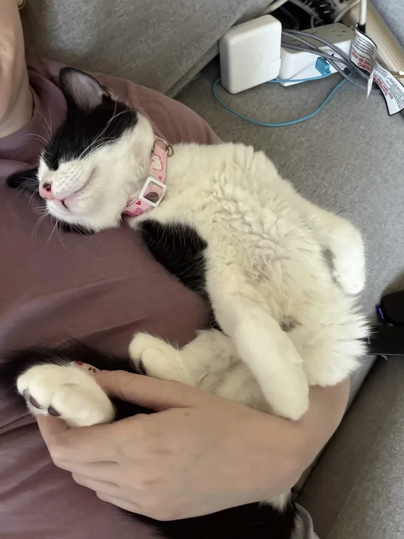 A baby small-sized female Black & White / Tuxedo Domestic Short Hair cat named Cindy for adoption in Weehawken, NJ