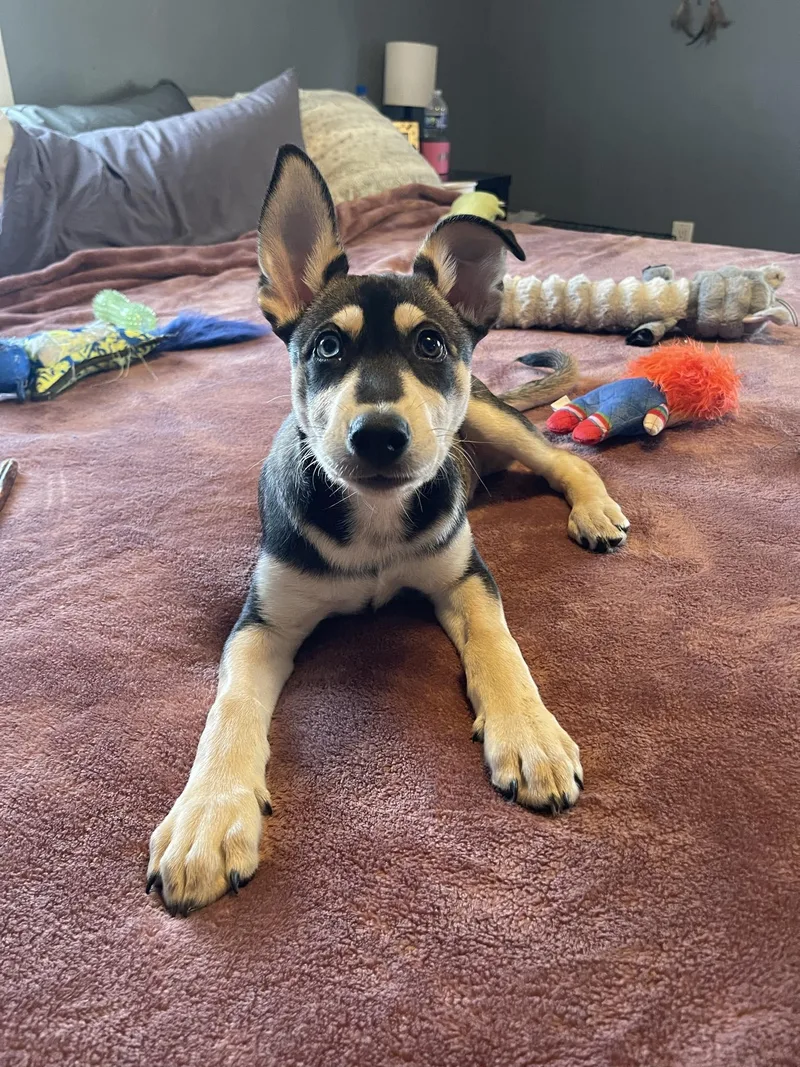 A baby large-sized male Husky dog named Chomper for adoption in Bourbonnais, IL