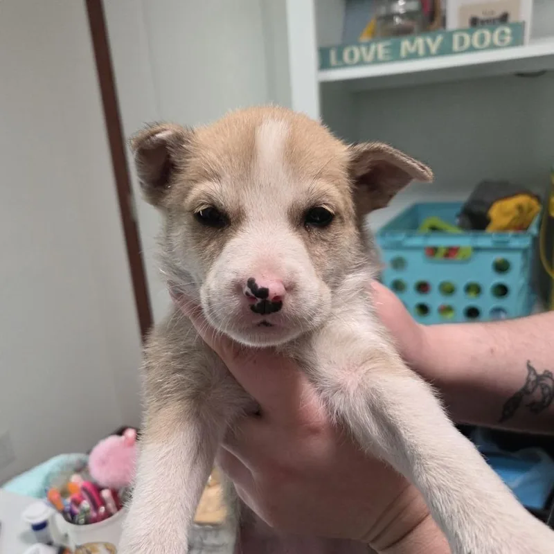 Chamomile thumbnail 2