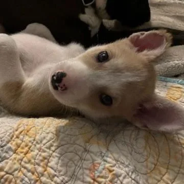 Chamomile thumbnail 3