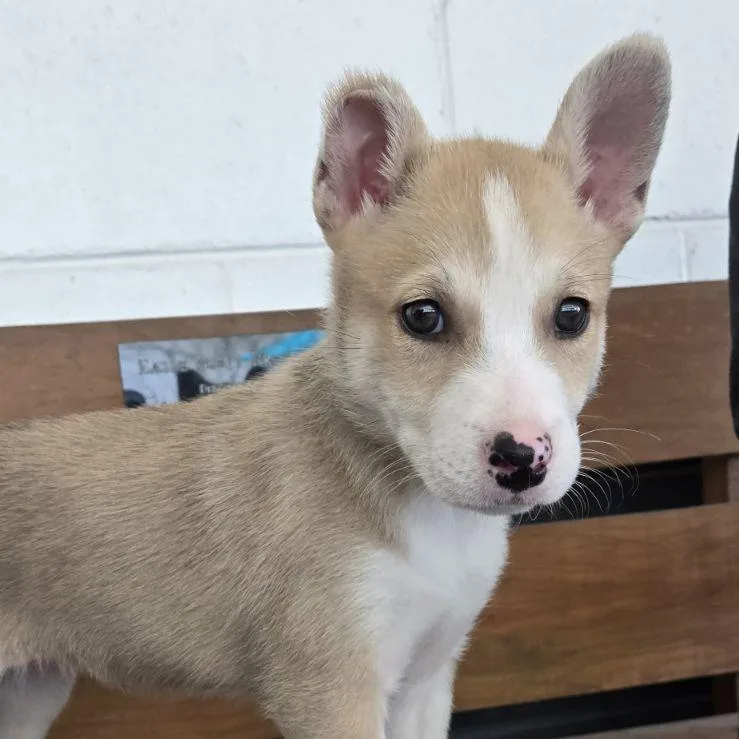 Chamomile thumbnail 4