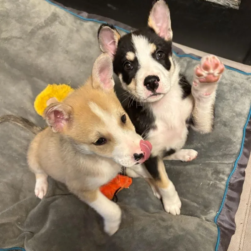 Chamomile thumbnail 5