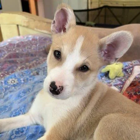 Chamomile thumbnail 6