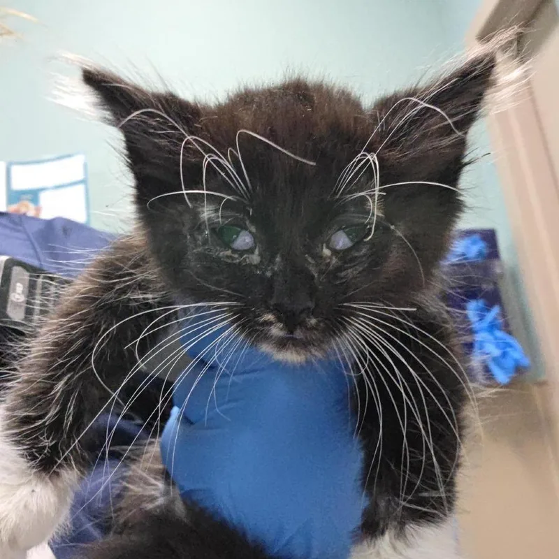 A baby small-sized female Black Domestic Medium Hair cat named Dolly for adoption in Tacoma, WA