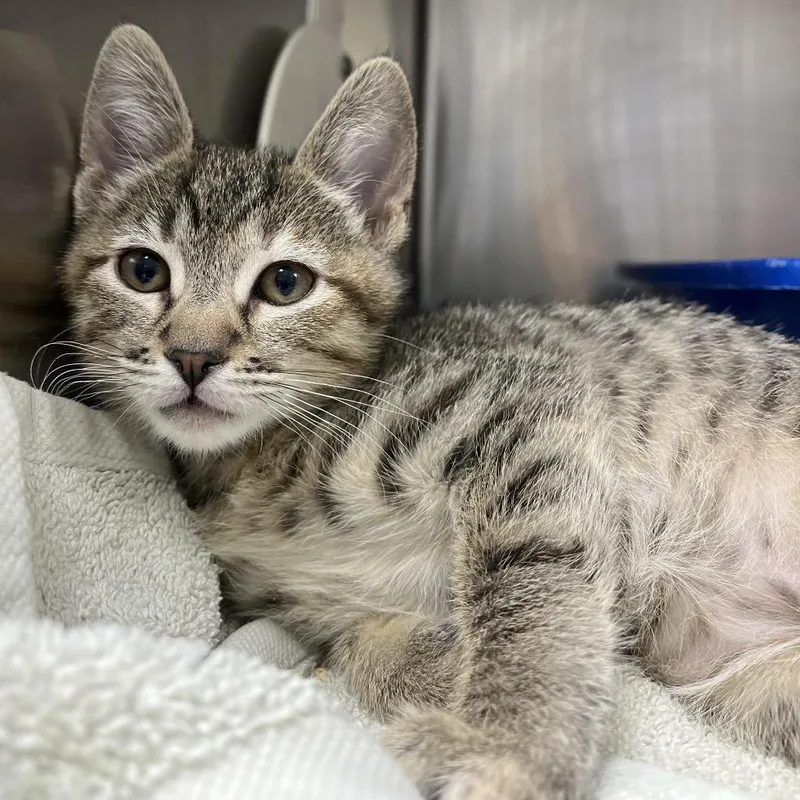 A baby small-sized female Brown / Chocolate Domestic Short Hair cat named Marcille for adoption in Hawthorne, CA