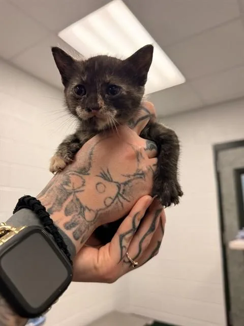 A baby small-sized female Domestic Short Hair cat named Raven for adoption in Corpus Christi, TX