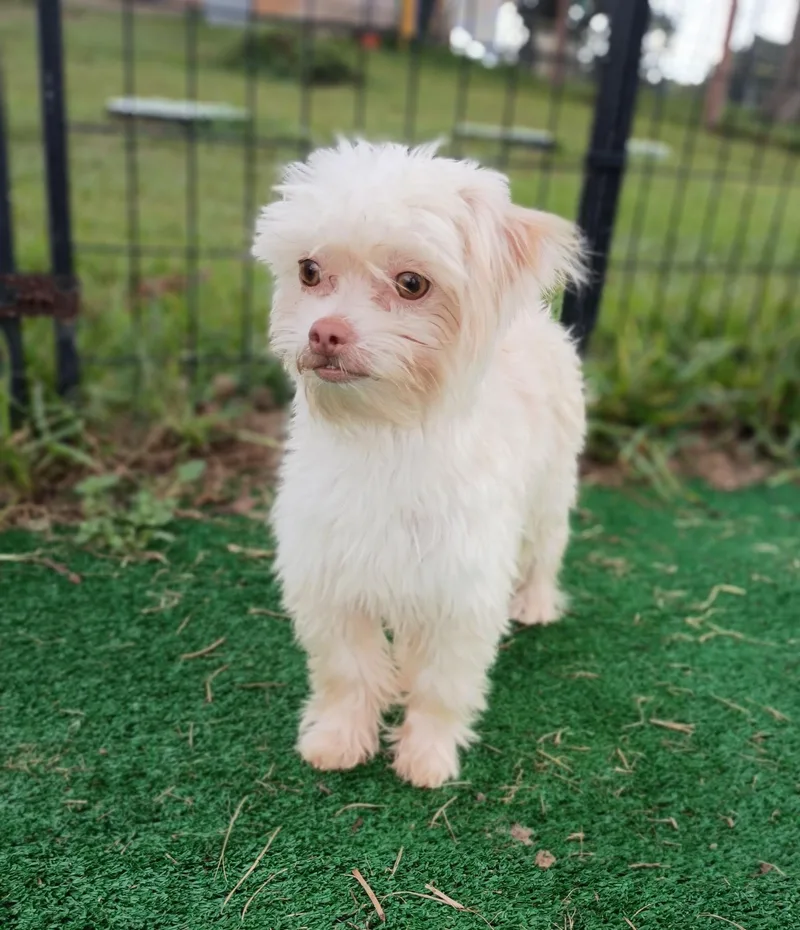 A young small-sized male White / Cream Maltipoo dog named Grants Big Adventure Home for adoption in Houston, TX