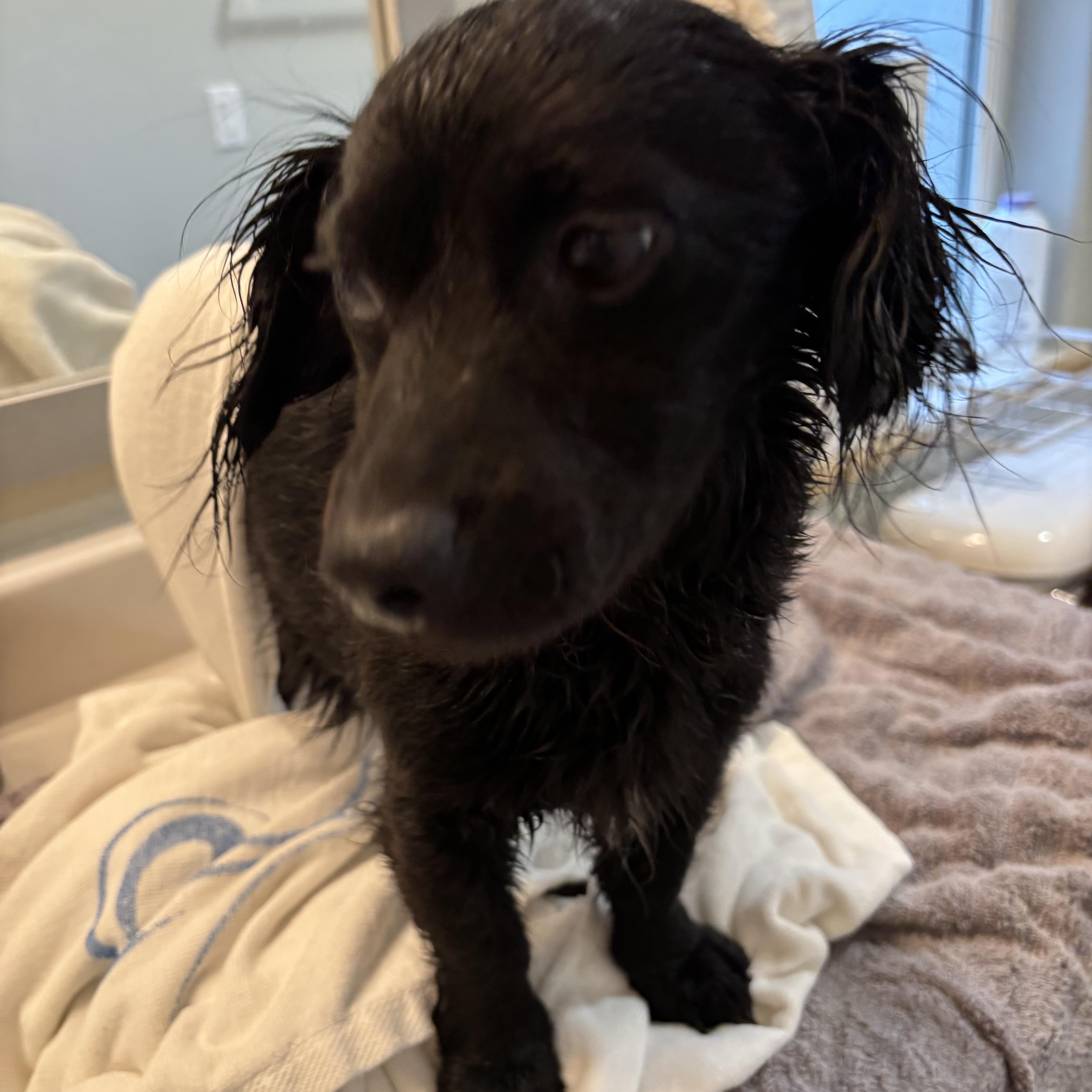 An adult small-sized female Miniature Poodle dog named Haley for adoption in Ephrata, WA