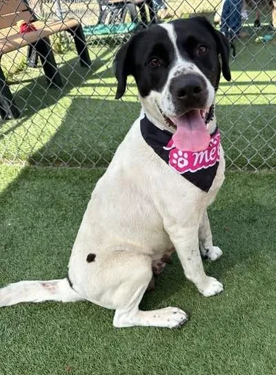 An adult large-sized female Mixed Breed dog named Octavia for adoption in Columbia, SC