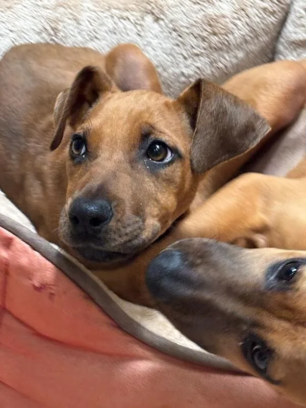 A baby medium-sized female Red / Chestnut / Orange Rhodesian Ridgeback dog named Countess Yamabella Of Mashwell for adoption in Van Nuys, CA