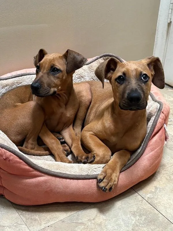 Countess Yamabella Of Mashwell thumbnail 2