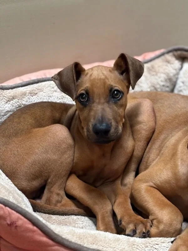 Countess Yamabella Of Mashwell thumbnail 3