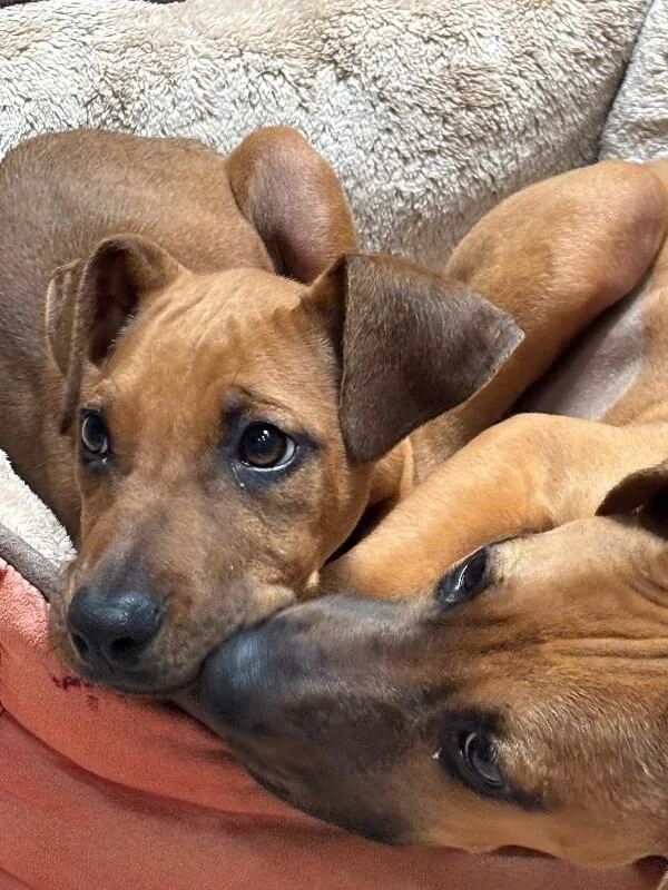 Countess Yamabella Of Mashwell thumbnail 4