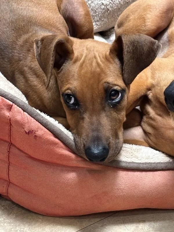 Countess Yamabella Of Mashwell thumbnail 5