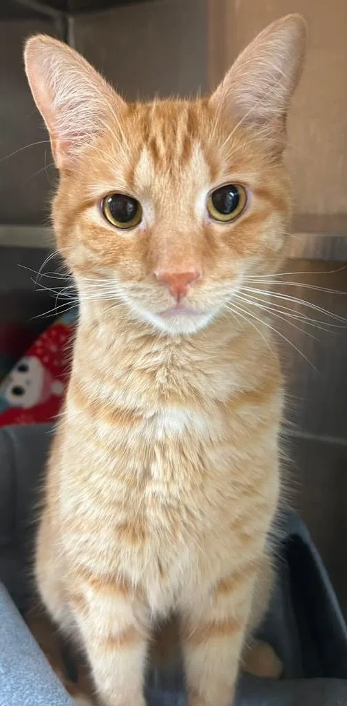 A young medium-sized male Domestic Short Hair cat named Reggie for adoption in Spooner, WI
