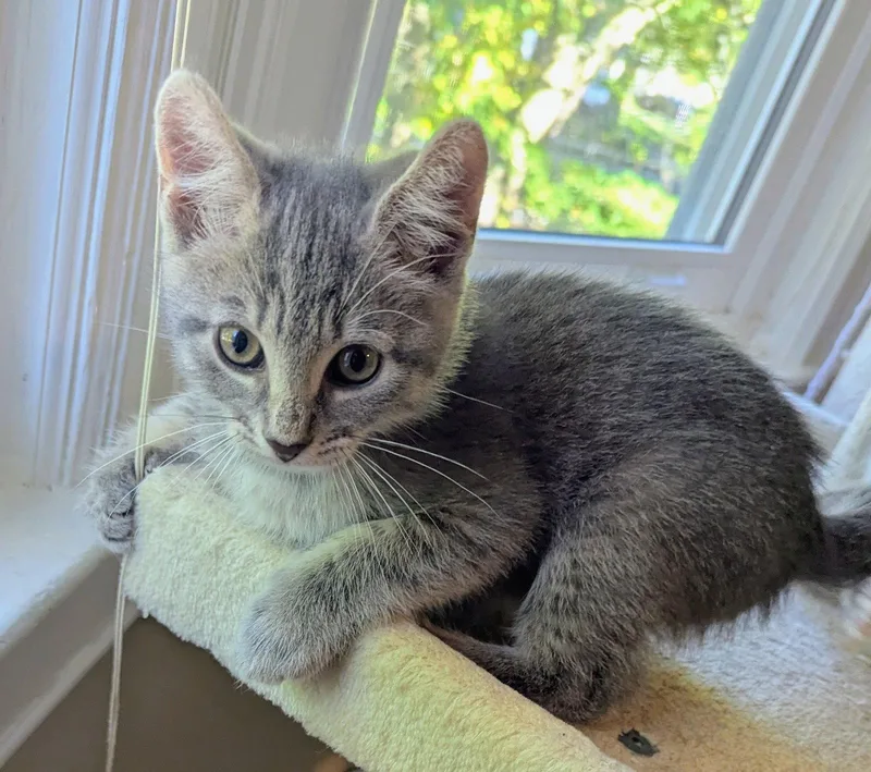 An adult medium-sized male Domestic Short Hair cat named Marshall for adoption in Trenton, NJ