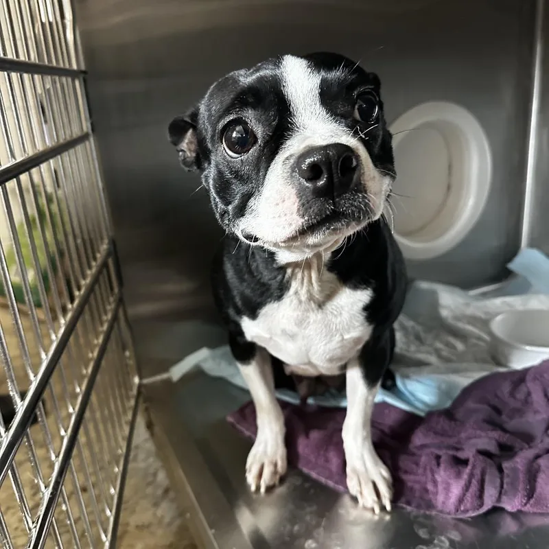 A young small-sized female Boston Terrier dog named Tootsie for adoption in Evensville, TN