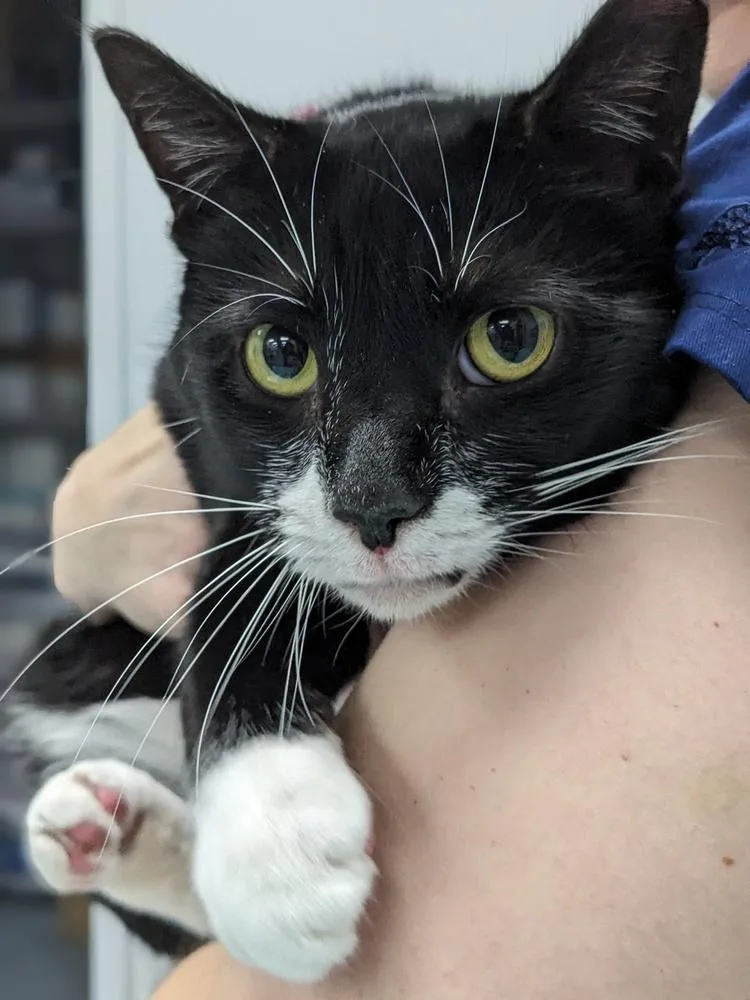 An adult small-sized female Black & White / Tuxedo Domestic Short Hair cat named Fiona for adoption in Raleigh, NC