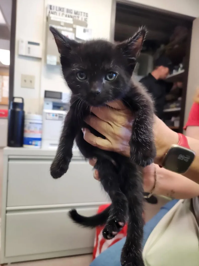 An adult small-sized female Domestic Short Hair cat named Cirie for adoption in Burbank, CA