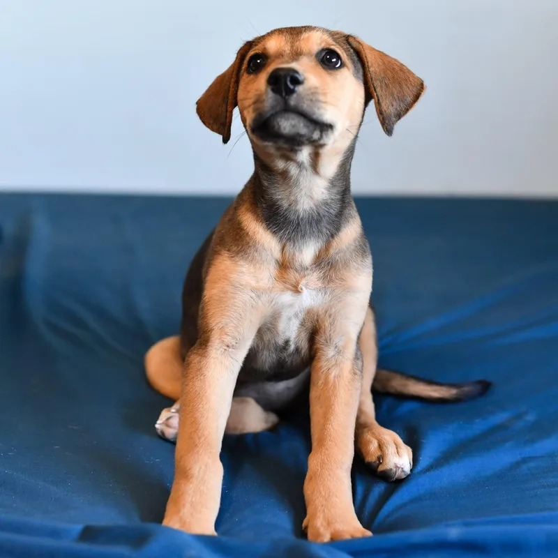 A baby medium-sized female Shepherd dog named Bailey for adoption in Fort Collins, CO