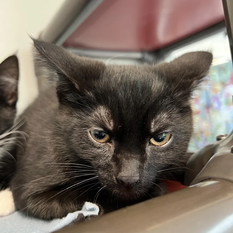 A baby small-sized male Black Domestic Short Hair cat named Toast for adoption in Delaware, OH