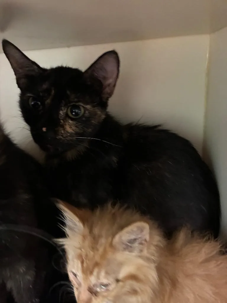 A young medium-sized female Domestic Short Hair cat named Sydney for adoption in Bloomington, IN