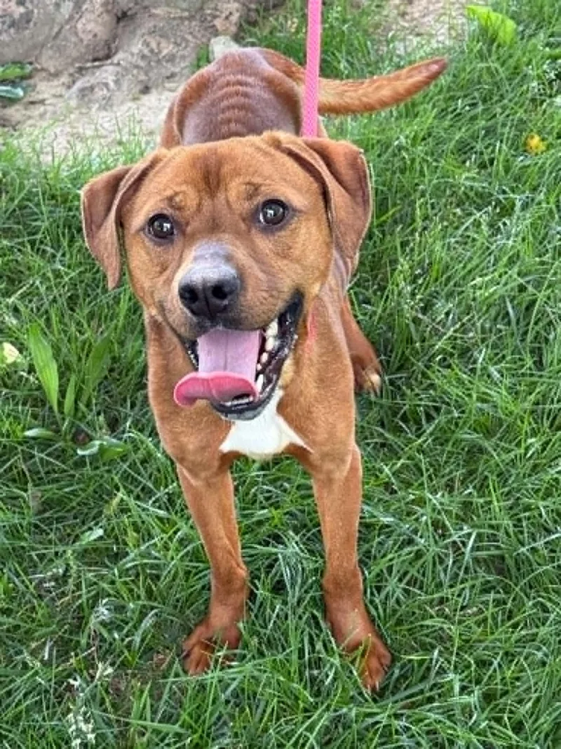 Odie