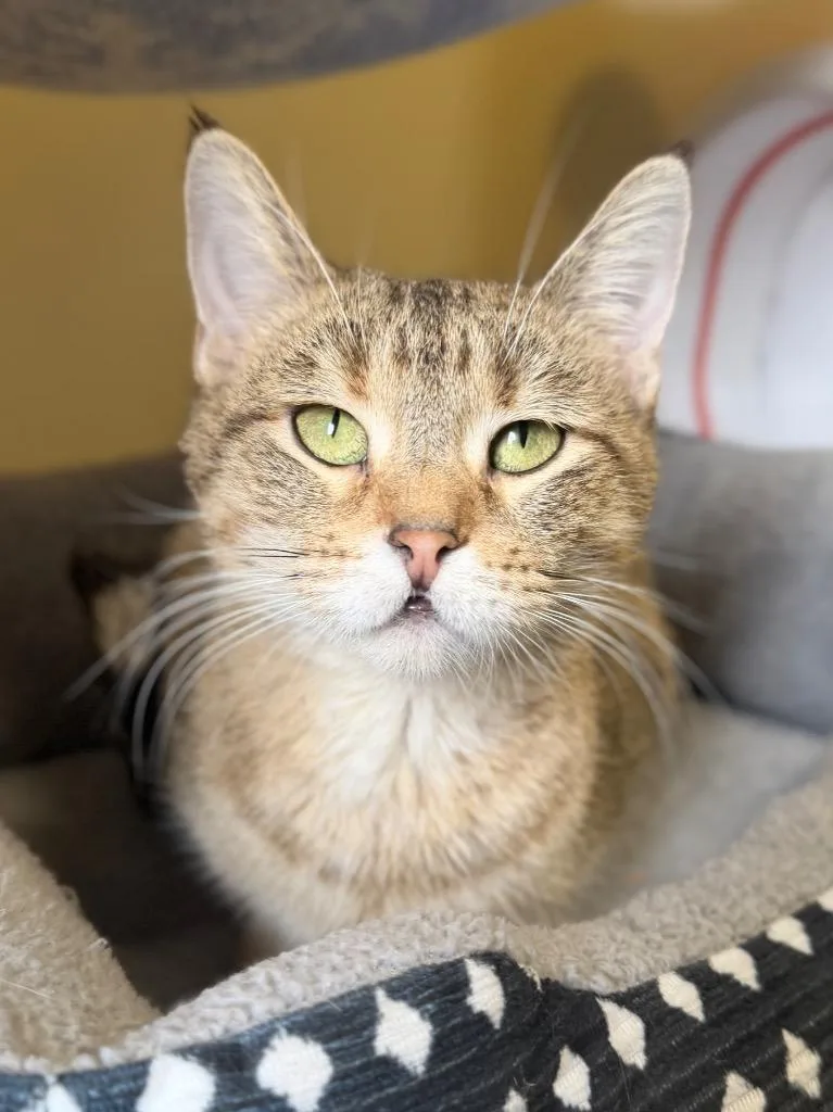 A young medium-sized female Domestic Short Hair cat named Ducky for adoption in Menomonie, WI