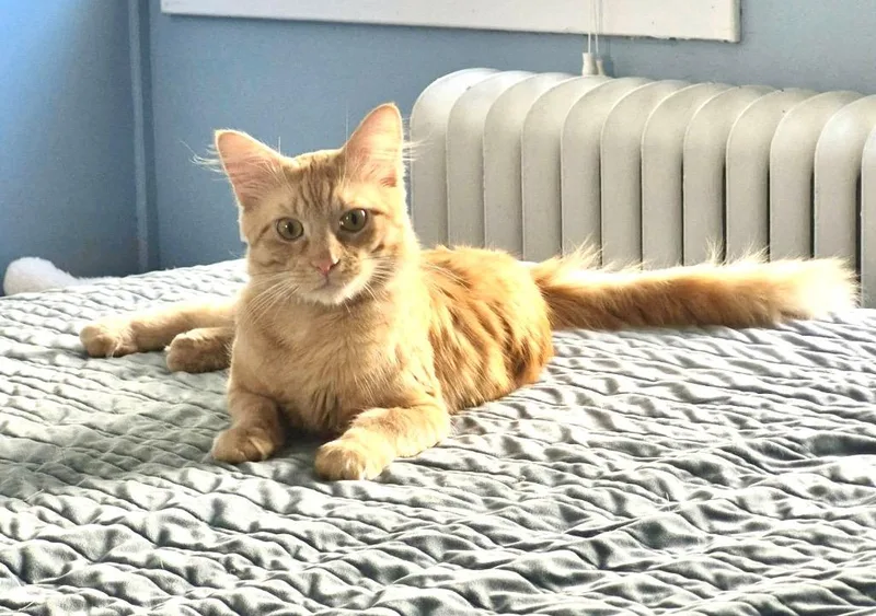 A young small-sized male Domestic Long Hair cat named Theodore for adoption in Hampton, VA