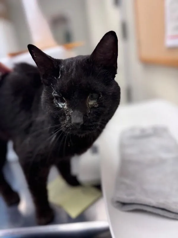 An adult medium-sized male Black Domestic Short Hair cat named Sidekick for adoption in Disputanta, VA