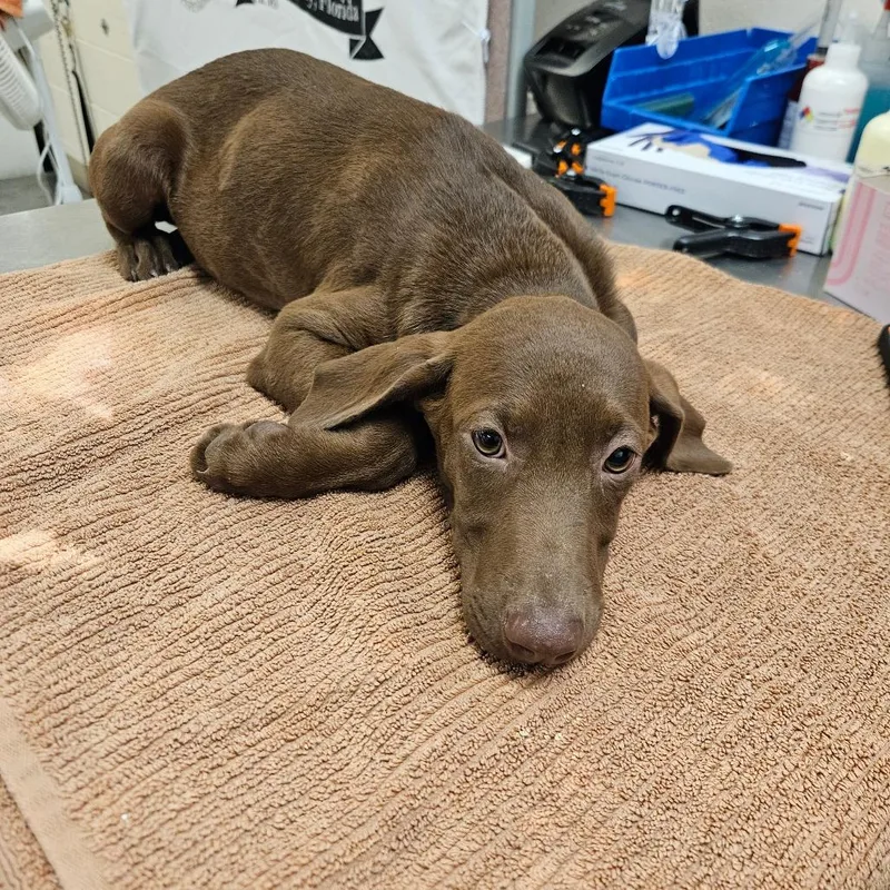 A baby small-sized female Brown / Chocolate Mixed Breed dog named Snickers for adoption in Lake Panasoffkee, FL