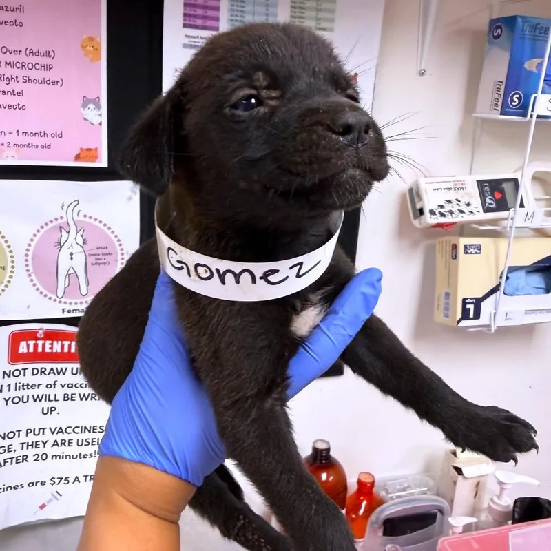 A baby small-sized male Black Australian Shepherd dog named Gomez for adoption in Parrish, AL