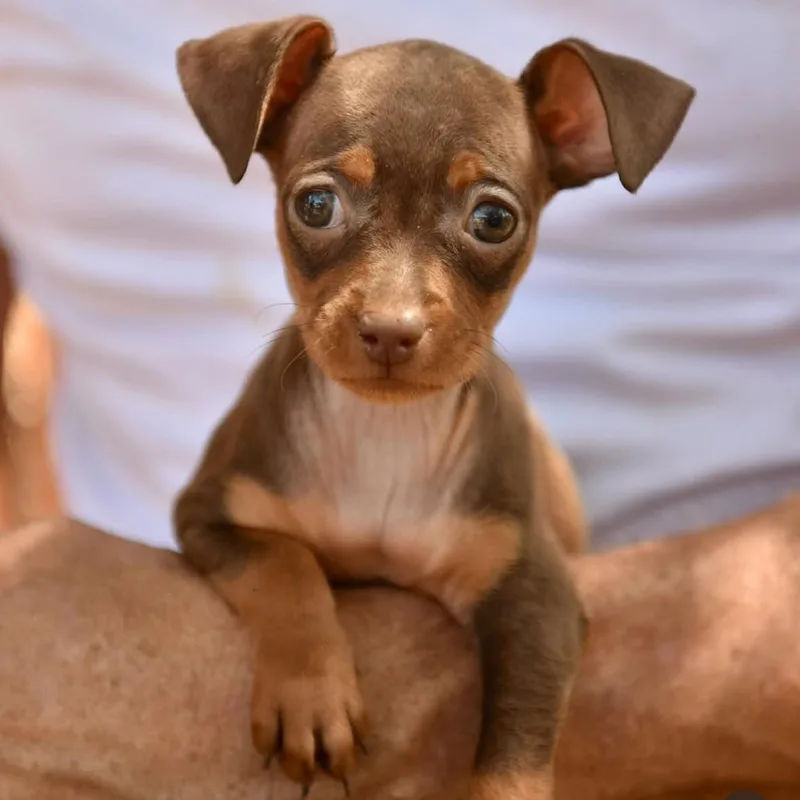 A baby small-sized female Chihuahua dog named Blythe for adoption in Los Angeles, CA