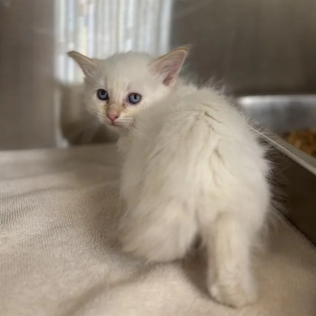 A baby medium-sized female Domestic Short Hair cat named Natasha for adoption in Huntsville, AL